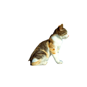 A Serene Cat Enjoying The Sun On A Rooftop With A Clear Sky In The Background. 17980 - Cat PNG image with transparent background